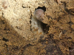 Cotinis mutabilis