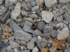 Cermatulus nasalis hudsoni