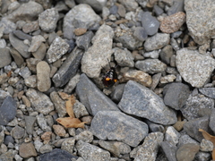 Cermatulus nasalis hudsoni