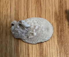 Schizoporella unicornis