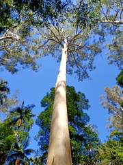 Eucalyptus grandis