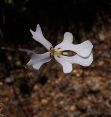 Stylidium calcaratum