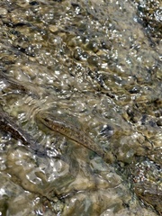 Philypnodon grandiceps