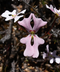 Stylidium calcaratum