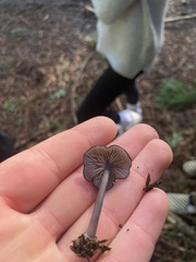Entoloma serrulatum