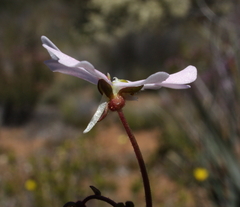 Stylidium calcaratum