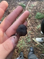 Entoloma serrulatum