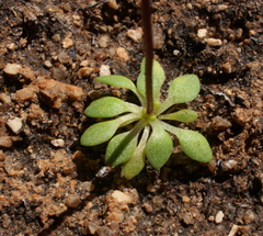 Stylidium calcaratum