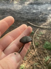 Entoloma serrulatum