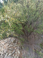 Adenostoma fasciculatum