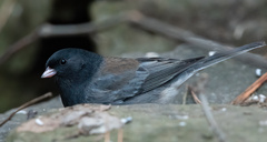 Junco hyemalis cismontanus