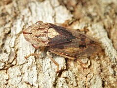 Stenocotis depressa