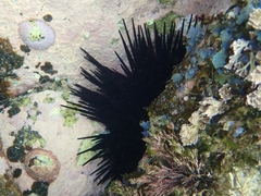 Centrostephanus rodgersii