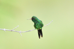 Cynanthus forficatus