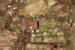 Claudopus