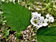 Crataegus holmesiana