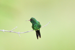 Cynanthus forficatus