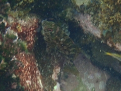 Chironemus marmoratus