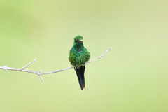 Cynanthus forficatus