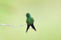 Cynanthus forficatus