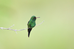 Cynanthus forficatus