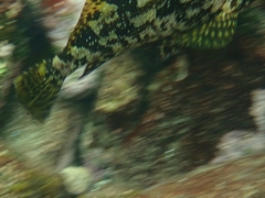 Chironemus marmoratus