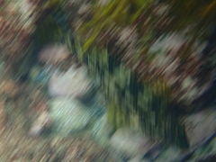 Chironemus marmoratus