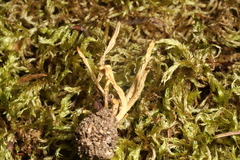Clavaria amoenoides