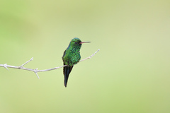 Cynanthus forficatus