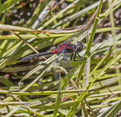 Leucorrhinia proxima