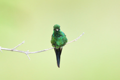 Cynanthus forficatus