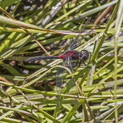 Leucorrhinia proxima