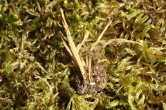 Clavaria amoenoides