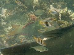 Atypichthys strigatus