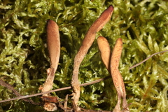 Clavariadelphus ligula