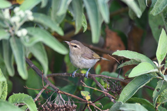Vireo magister