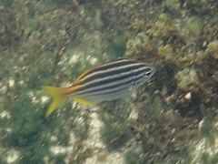 Atypichthys strigatus