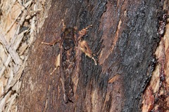 Sorama bicolor