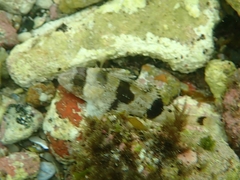 Centropogon australis