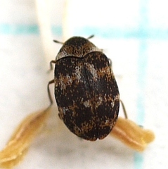 Anthrenus fuscus