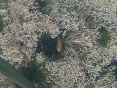 Cochleoceps orientalis
