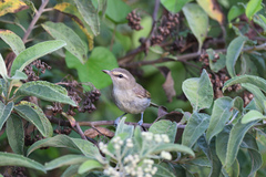 Vireo magister