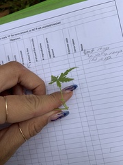 Hydrocotyle geraniifolia