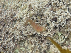 Cochleoceps orientalis
