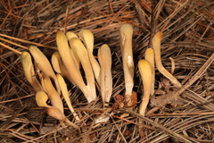 Clavariadelphus ligula