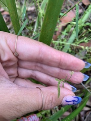 Hydrocotyle geraniifolia