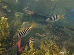 Atypichthys strigatus