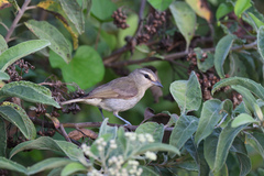 Vireo magister