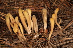 Clavariadelphus ligula