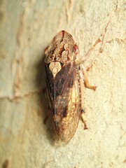 Stenocotis depressa